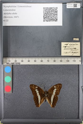 Media type: image;   Entomology 141134